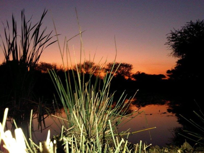 Reeds in the foreground of a farm dam at dusk, the last of the sunset showing orange along the treeline