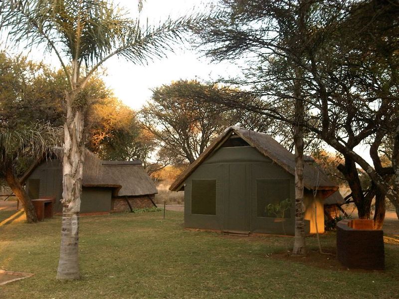 Two Meerkat Huts under thorn trees and a palm on cut lawn, late afternoon sun behind them