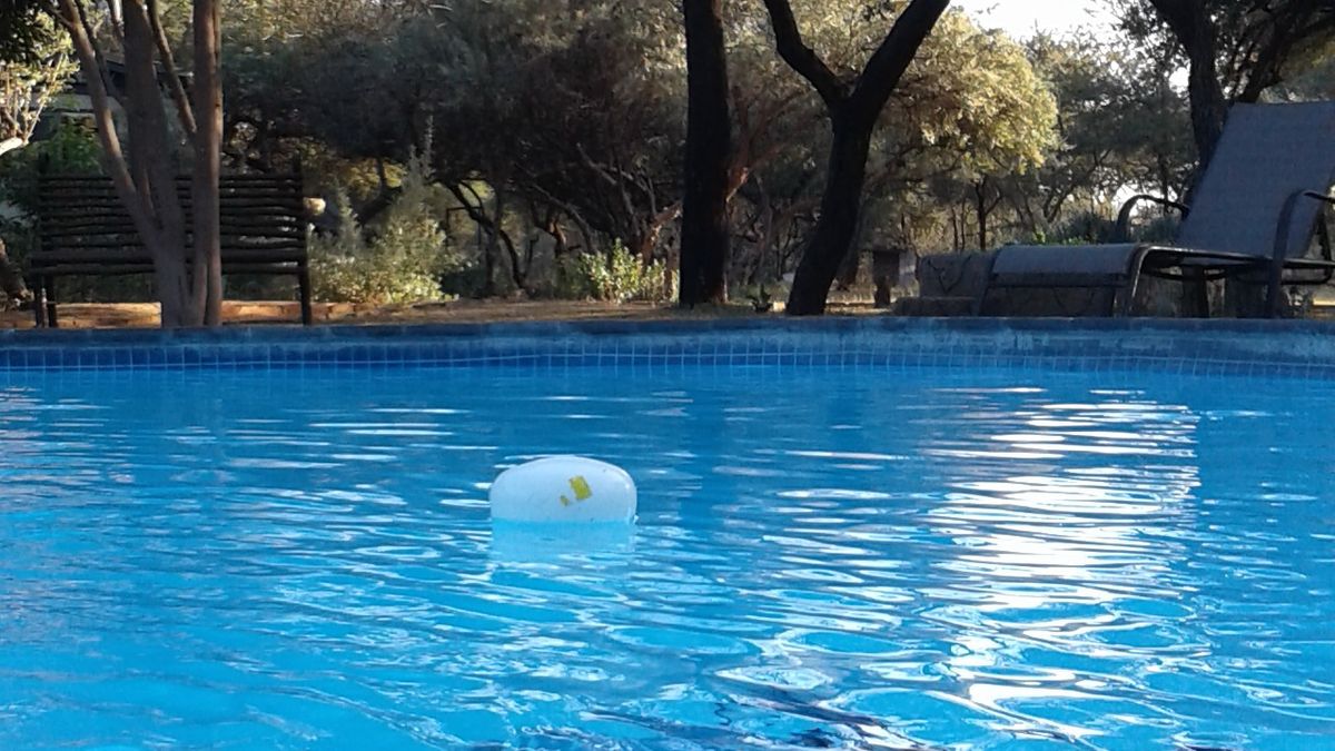 The swimming pool, cropped wide, with garden benches, thorn trees and loungers along the far edge