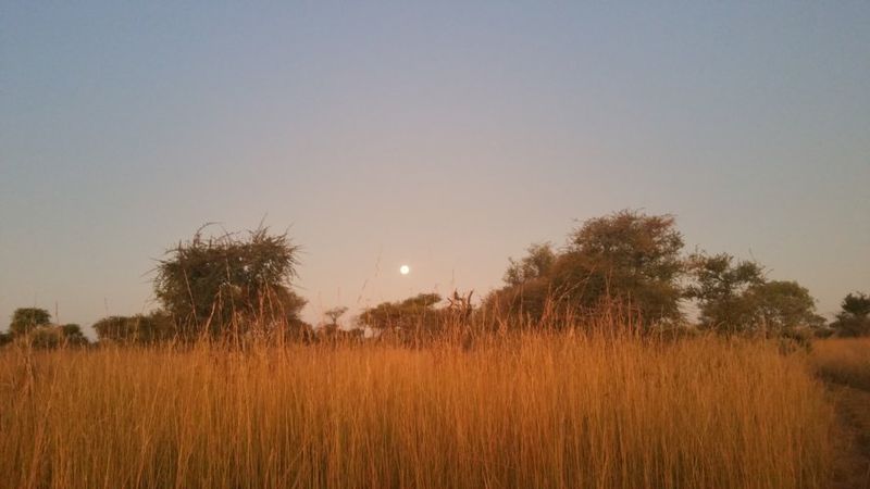 Winter grass shoulder-high along a farm track, thorn trees on the horizon and the moon already up